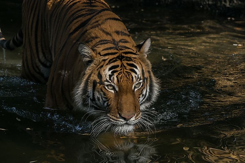 #9 Malayan Tiger
