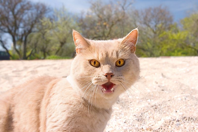 Growling is often used as a way for cats to warn the subject of their attack. Growling is often used as a way for cats to warn the subject of their attack.
