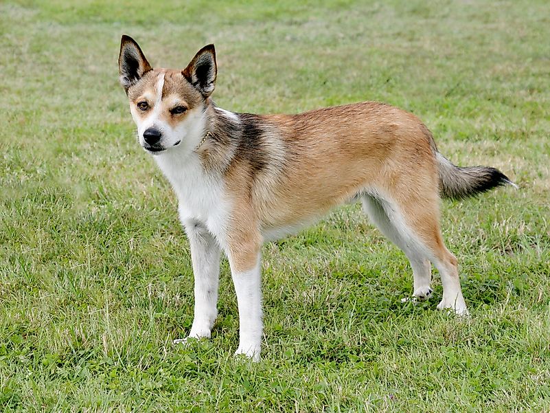A Norwegian Lundehund. A Norwegian Lundehund.