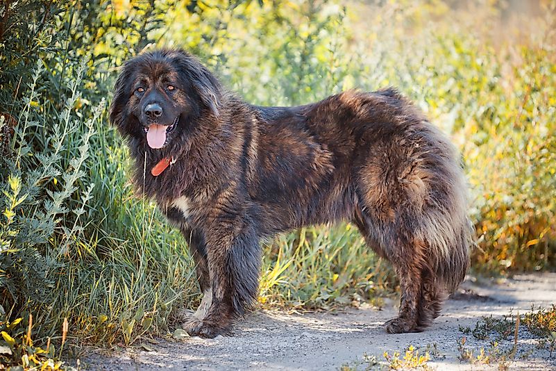 #5 Caucasian Shepherd Dog