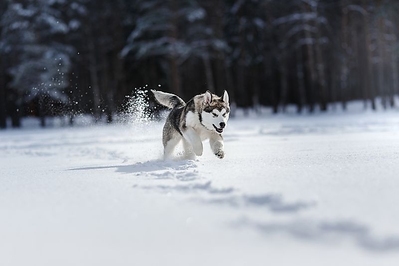 Long evolution in an arid continental climate also means that Huskies do not do well living outside in humid environments Long evolution in an arid continental climate also means that Huskies do not do well living outside in humid environments.