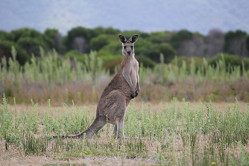#3 Eastern Grey Kangaroo (Macropus giganteus)