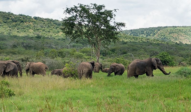#9 Elephant