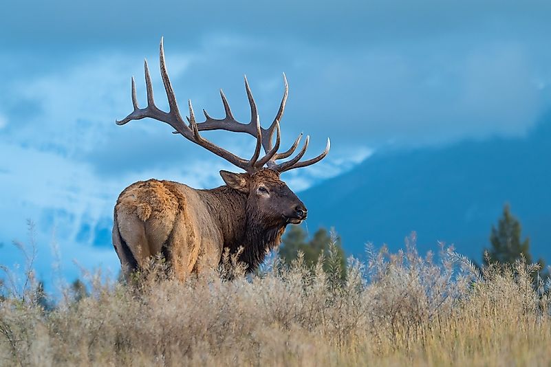 #9 Elk