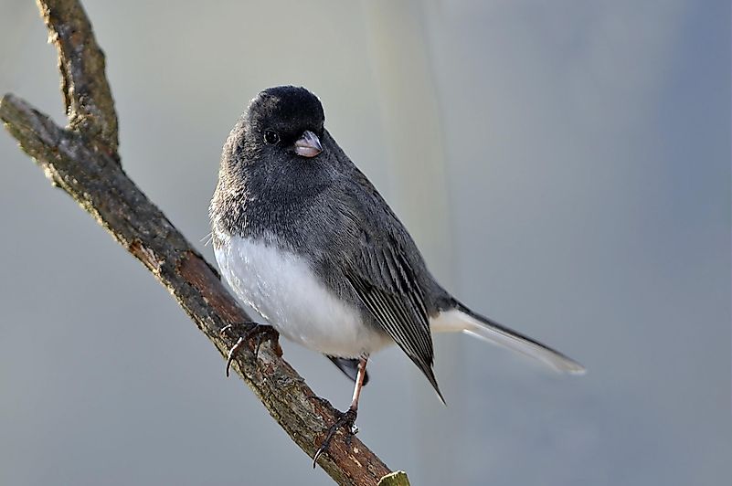 A dark-eyed junco. Image credit: Laura Mountainspring/Shutterstock.com