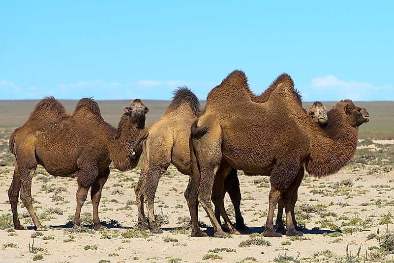 A pack of wild camels in Mongolia. A pack of wild camels in Mongolia.