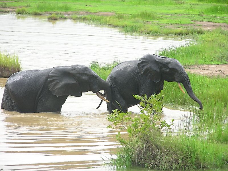 #3 African Bush Elephant