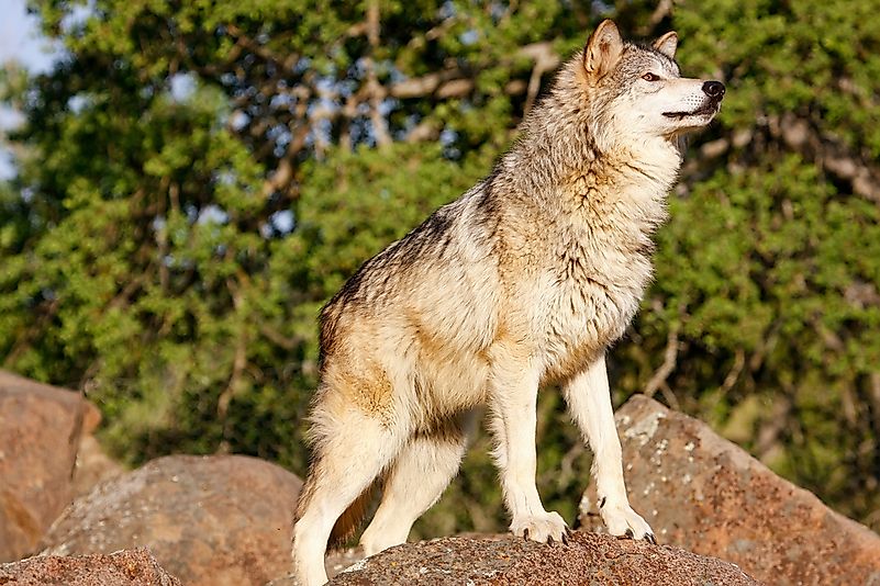 #11 Gray Wolf