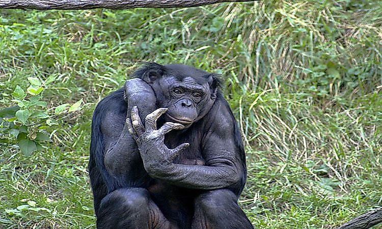 #3 Bonobo: The Difference From Chimps -