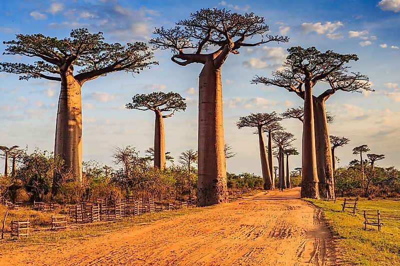 Beautiful Baobab trees at sunset at the avenue of the baobabs in Madagascar. Image credit: Vaclav Sebek/Shutterstock.com Beautiful Baobab trees at sunset at the avenue of the baobabs in Madagascar. Image credit: Vaclav Sebek/Shutterstock.com