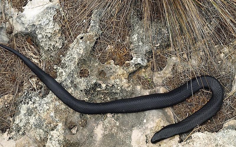 #9 Black Tiger Snake