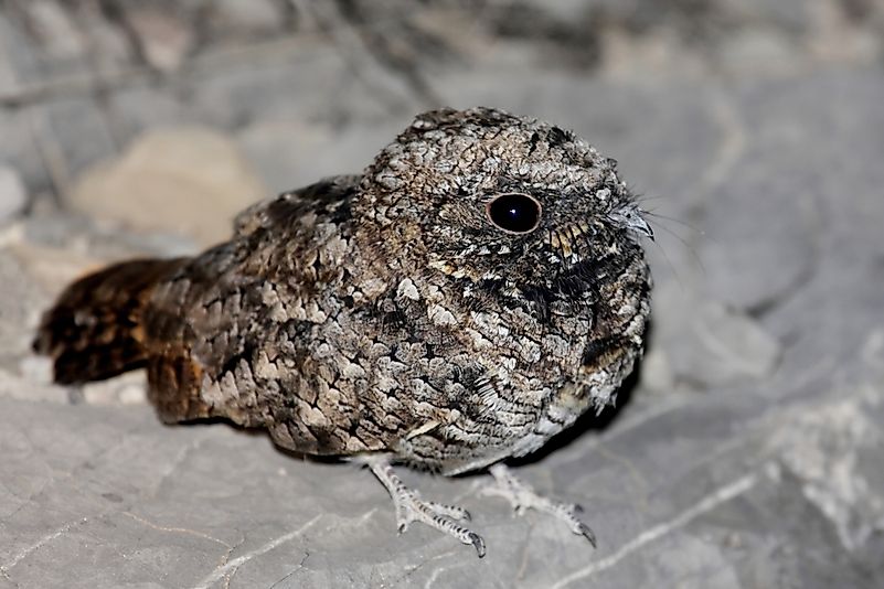 #4 Common Poorwill