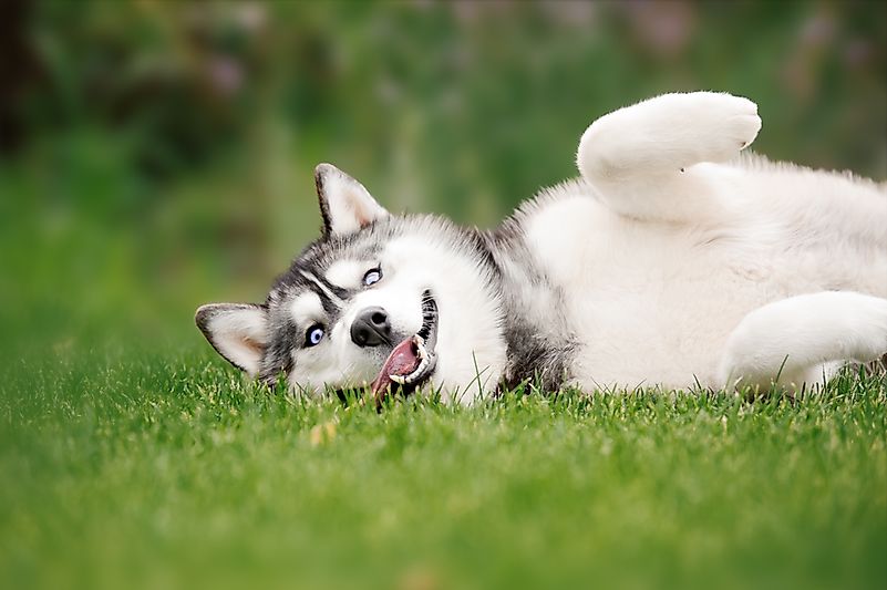 Siberian Huskies make happy indoor pets. Siberian Huskies make happy indoor pets.