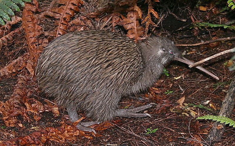 #4 Southern Brown Kiwi