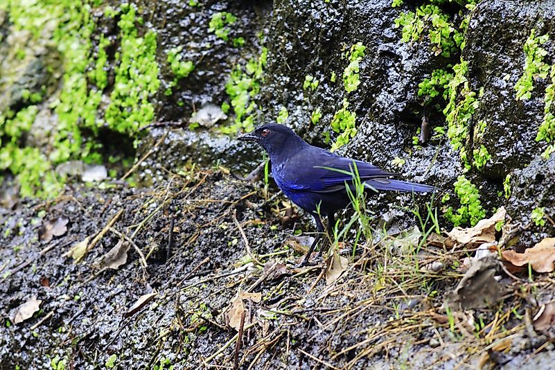 #7 Taiwan Whistling Thrush