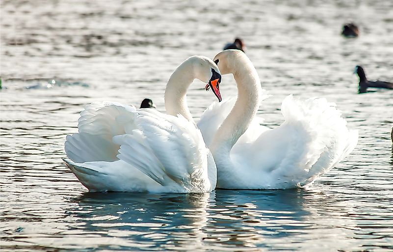 Swans Swans
