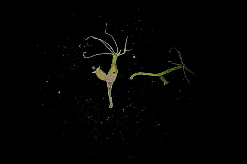 Hydra is a genus of small, fresh-water animals Hydra is a genus of small, fresh-water animals
