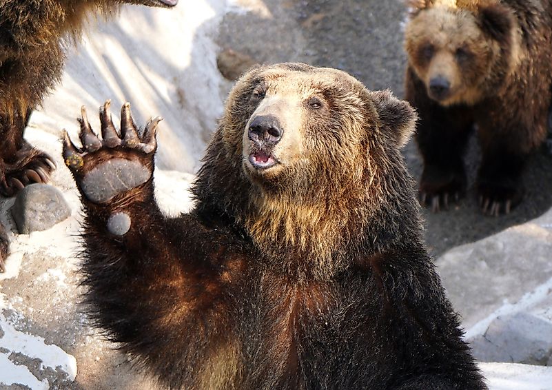 An Ussuri brown bear in a bear ranch in Hokkaido waves its paw at visitors which it sees carrying a bag of food. Image credit: Vanessa/Shutterstock.com An Ussuri brown bear in a bear ranch in Hokkaido waves its paw at visitors which it sees carrying a bag of food. Image credit: Vanessa/Shutterstock.com