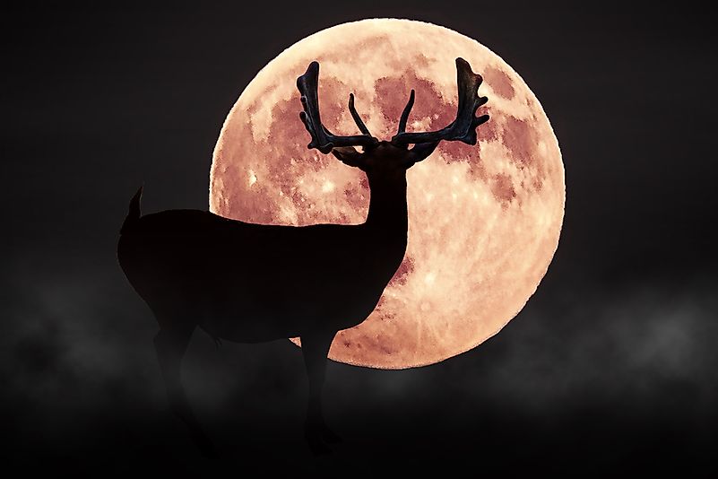The disappearance of the Moon would be devastating for the animals. The disappearance of the Moon would be devastating for the animals.