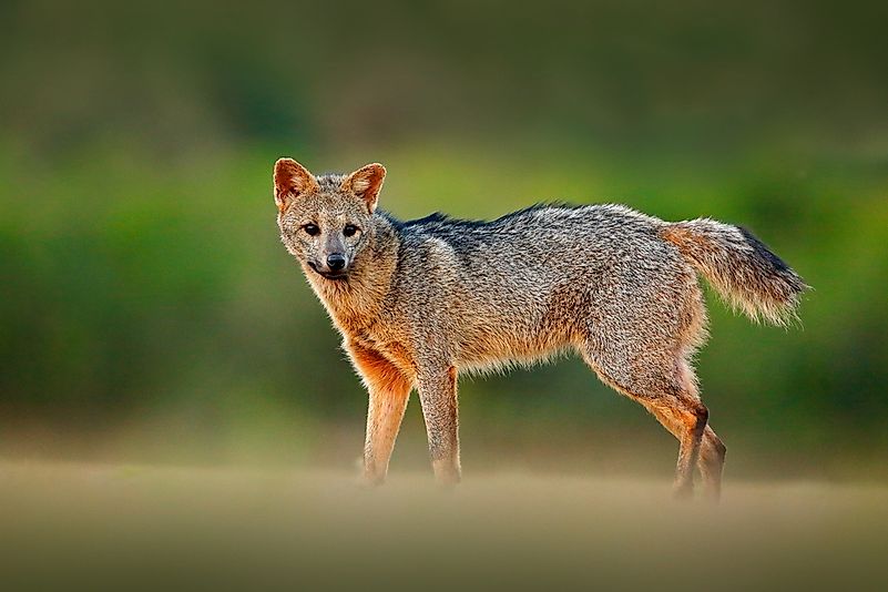 #3 Crab-eating fox