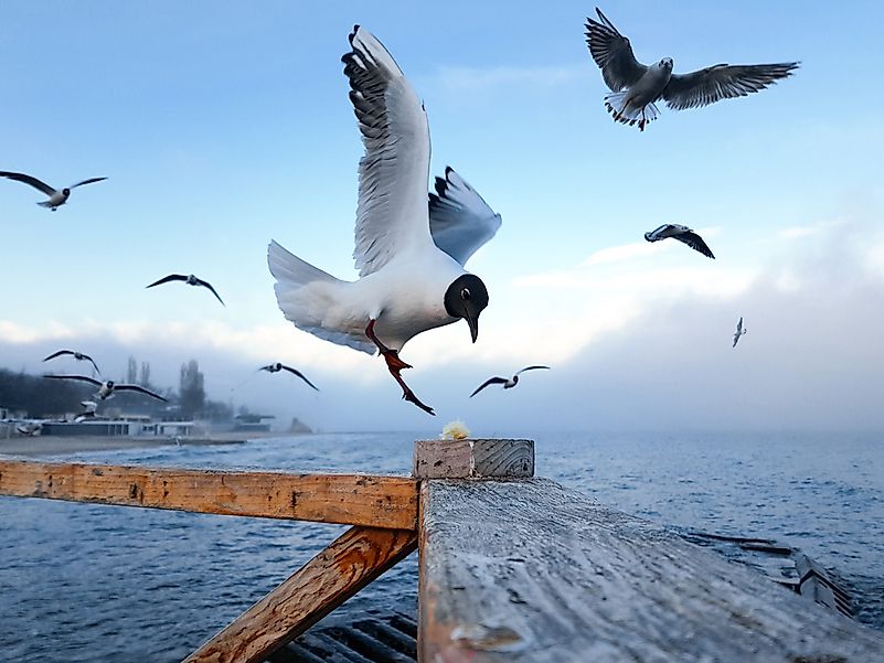 #4 Squabble of Seagulls