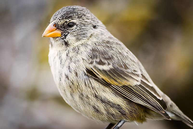 #3 Galapagos Finches