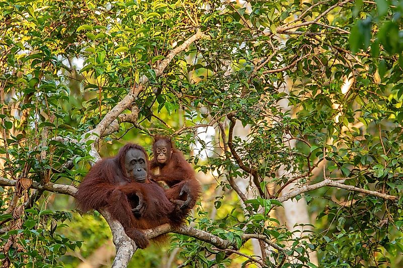 A female orang-utan with her baby in the forest. A female orang-utan with her baby in the forest.