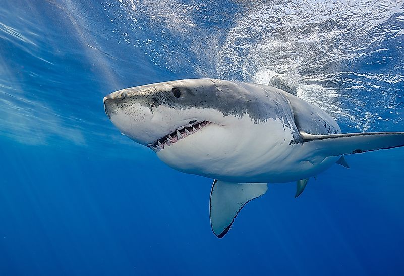 #10 Great white shark