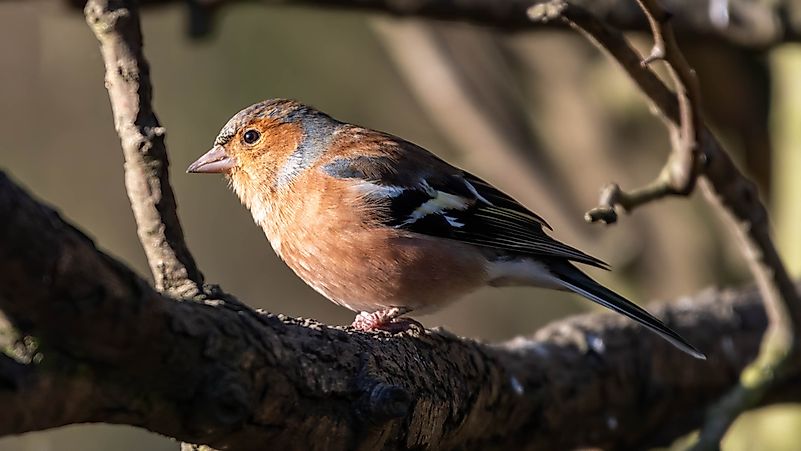 Male Chaffinch perched in a tree. Male Chaffinch perched in a tree.