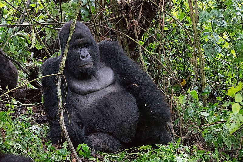 A mountain gorilla at the Virunga National Park. Image credit: Fanny Schertzer/Wikimedia.org A mountain gorilla at the Virunga National Park. Image credit: Fanny Schertzer/Wikimedia.org