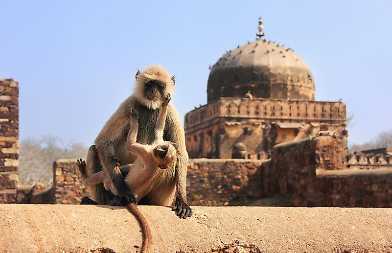 #7 Ranthambhore National Park
