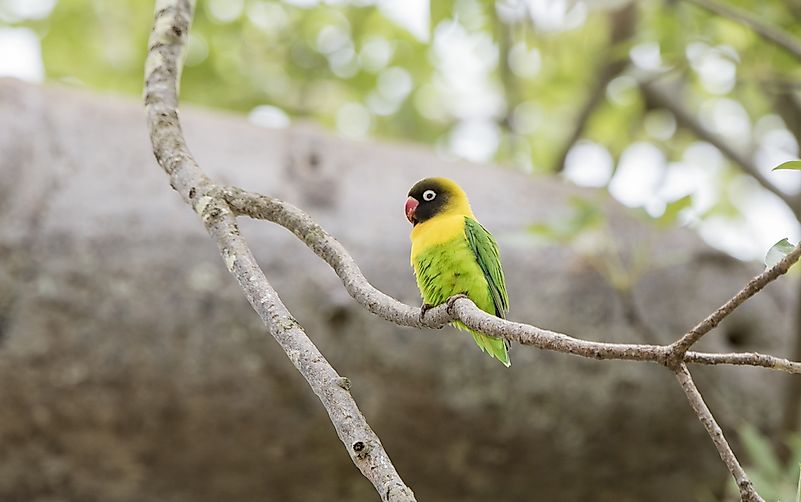 #8 Yellow-collared Lovebird