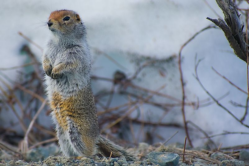 An Arctic ground squirrel. Image credit: Lily McWilliams/Shutterstock.com An Arctic ground squirrel. Image credit: Lily McWilliams/Shutterstock.com