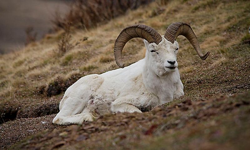 #8 Dall Sheep