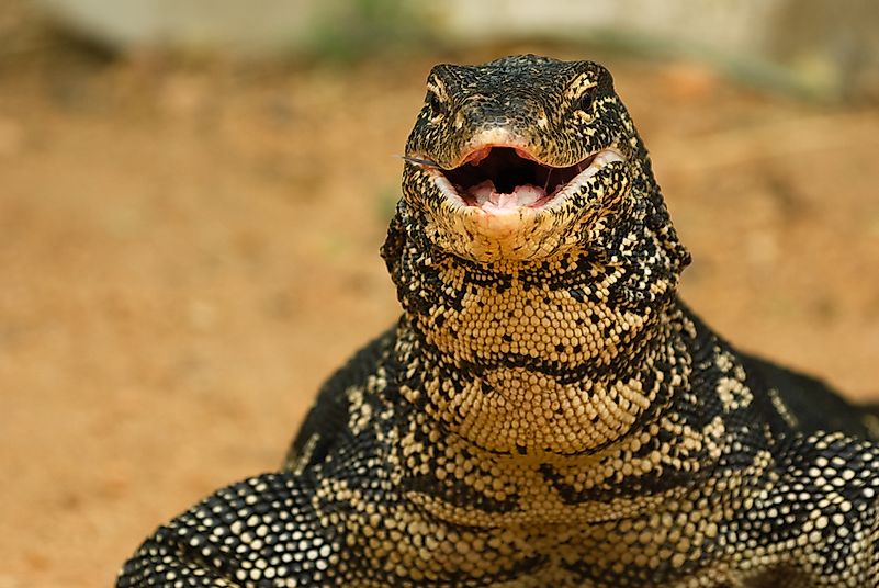A monitor lizard in Sri Lanka. A monitor lizard in Sri Lanka.