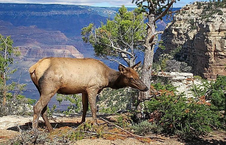#6 Elk And Mule Deer