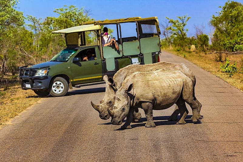 White rhinos observed by tourists in Kruger National Park. Image credit: WitR/Shutterstock.com White rhinos observed by tourists in Kruger National Park. Image credit: WitR/Shutterstock.com