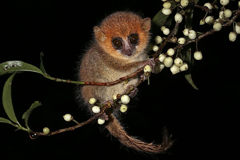 #10 Mouse lemurs