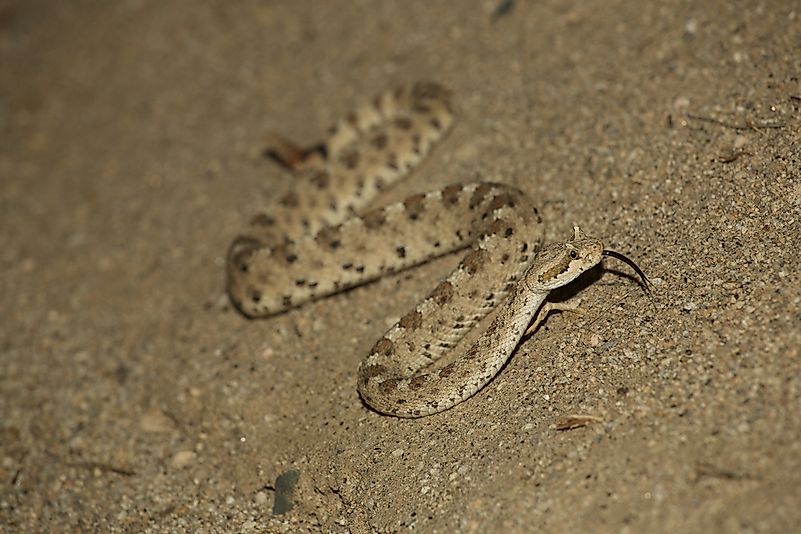 #7 Sidewinder Rattlesnake