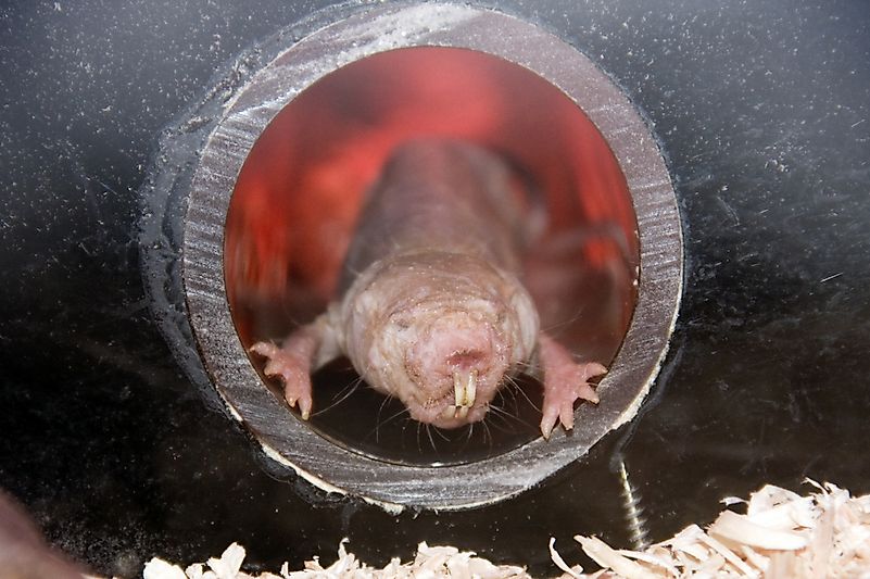 A naked mole rat. A naked mole rat.