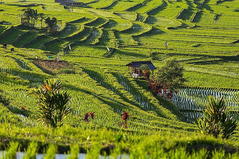 The Jatiluwih rice terraces in Bali, Indonesia. The Jatiluwih rice terraces in Bali, Indonesia.