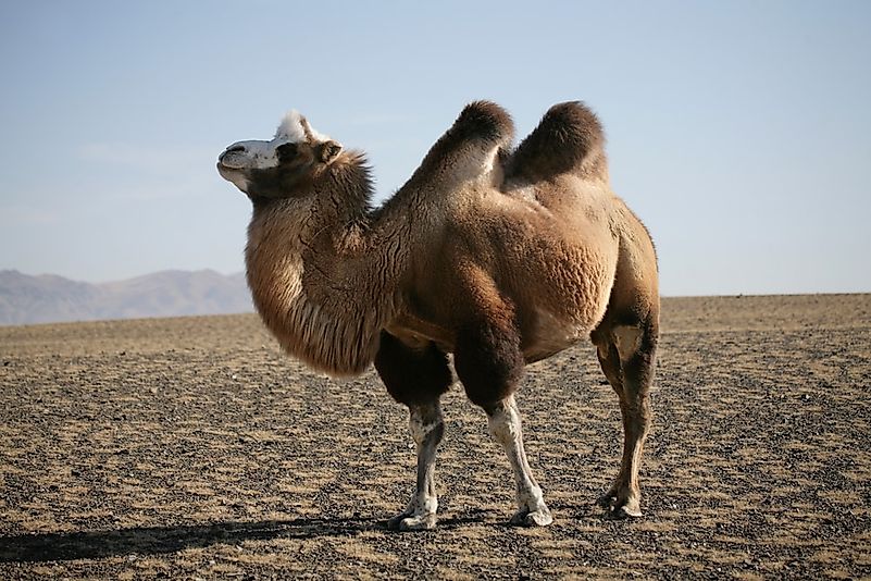 #2 Bactrian Camel