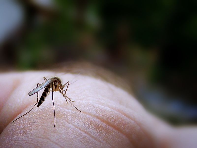 Mosquito bites cannot transmit COVID-19. Image credit :James Jordan/Flickr.com Mosquito bites cannot transmit COVID-19. Image credit :James Jordan/Flickr.com