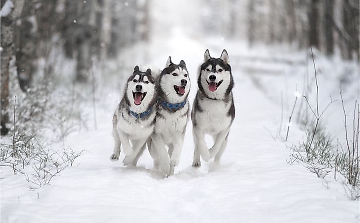 #5 Siberian Husky -