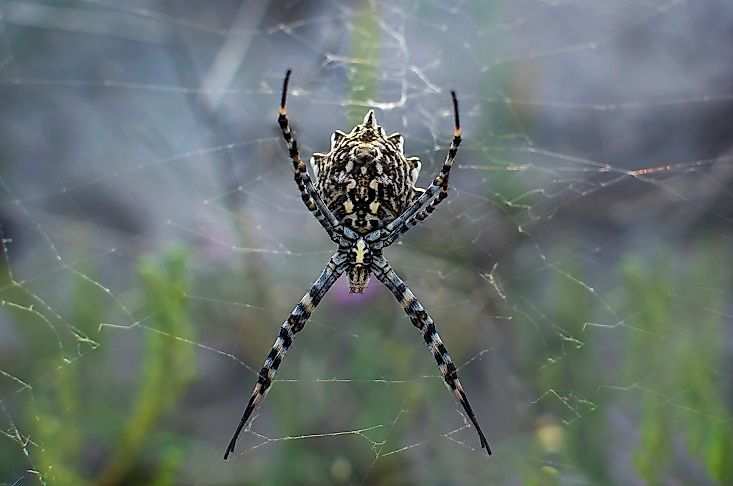 #9 Karakurt Spider