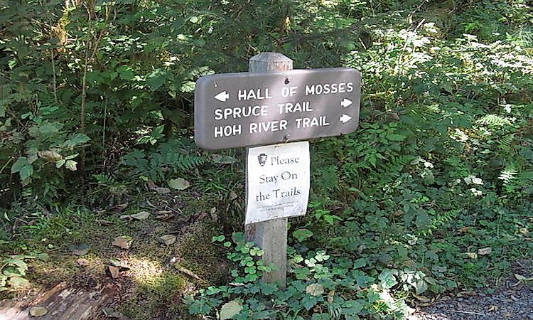 #1 Tourist Activities In The Quinault Rainforest -