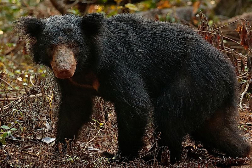 #4 Sloth Bear - 310 lb