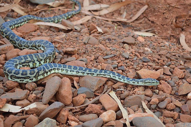 #6 Stimson's Python