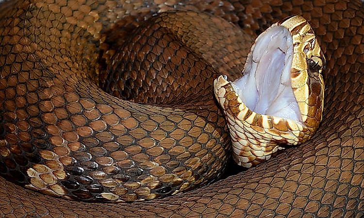 #2 Cottonmouth -