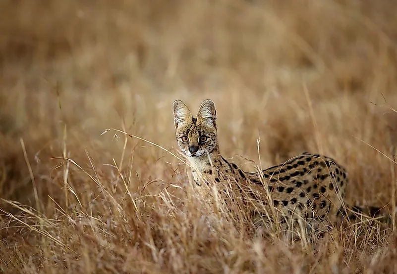 A serval in the savannah. A serval in the savannah.
